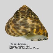Phorcus turbinatus (2)